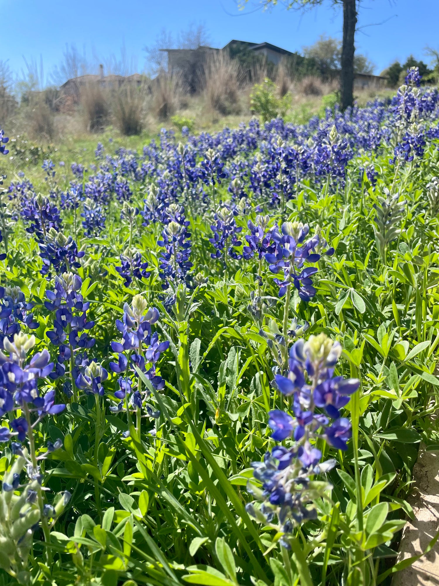 Texas Wildflower Collection